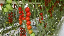 Ставропольские аграрии засеяли 1,3 тыс. га семенами овощных культур
